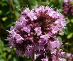 Marjoram Flower