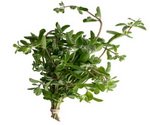 Fresh Marjoram