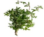 Fresh Marjoram