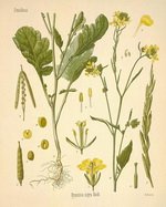 Mustard Botanical Cycle 1