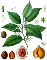 Mace and Nutmeg Botanical Cycle