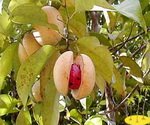 Nutmeg Tree