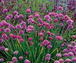 Onion Chives In The Fields