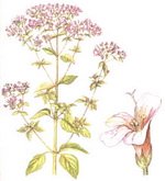 Oregano Botanical Cycle
