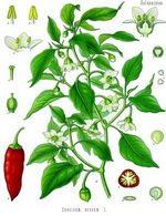 Paprika Botanical Cycle