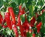 Paprika Plant 