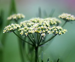 Parsley Curley Leaf Flower