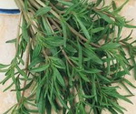 Summer Savory Bunch