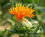 Safflower Flower