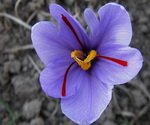 Saffron Flower