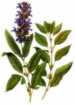 Sage Botanical Image