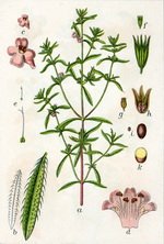 Summer Savory Botanical Cycle