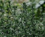 Summer Savory Plant