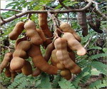 Tamarind Pods 1