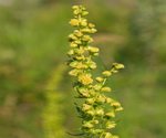 Tarragon Flower Stalks