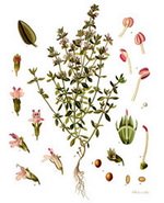 Thyme Botanical Cycle