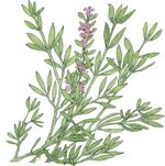 Thyme Botanical Image 2