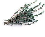 Thyme Branches