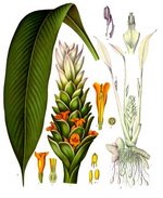 Turmeric Botanical Image