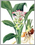 Turmeric Botanical Image 2