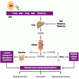 Vitamin D Production Diagram 300