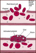 Vitamin K's Role In Blood Clot Formation