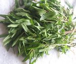 Winter Savory Bunch