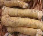 Horseradish Root