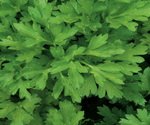 Parsley Flat Leaf