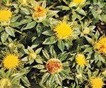 Safflower Plants