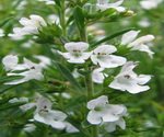 Winter Savory Plants